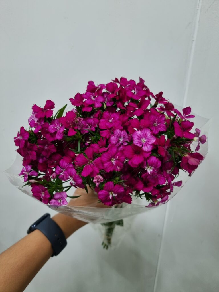 DIANTHUS TINGIDO