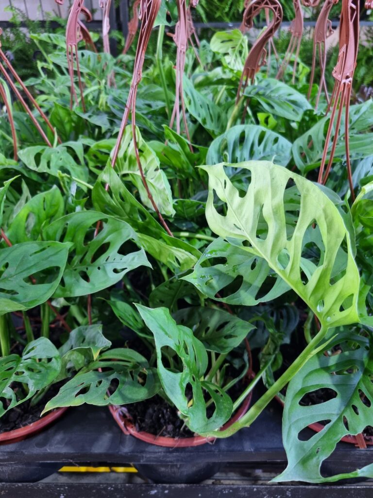 VASO MONSTERA ADANSONI C18