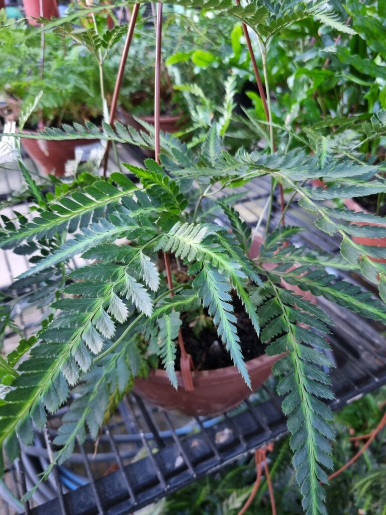 VASO SAMAMBAIA RUMOHRA ADIANTIFORMIS VARIEGATA C21