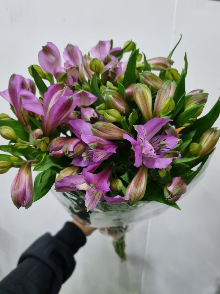 ALSTROEMERIA GALAXY (LILAS)