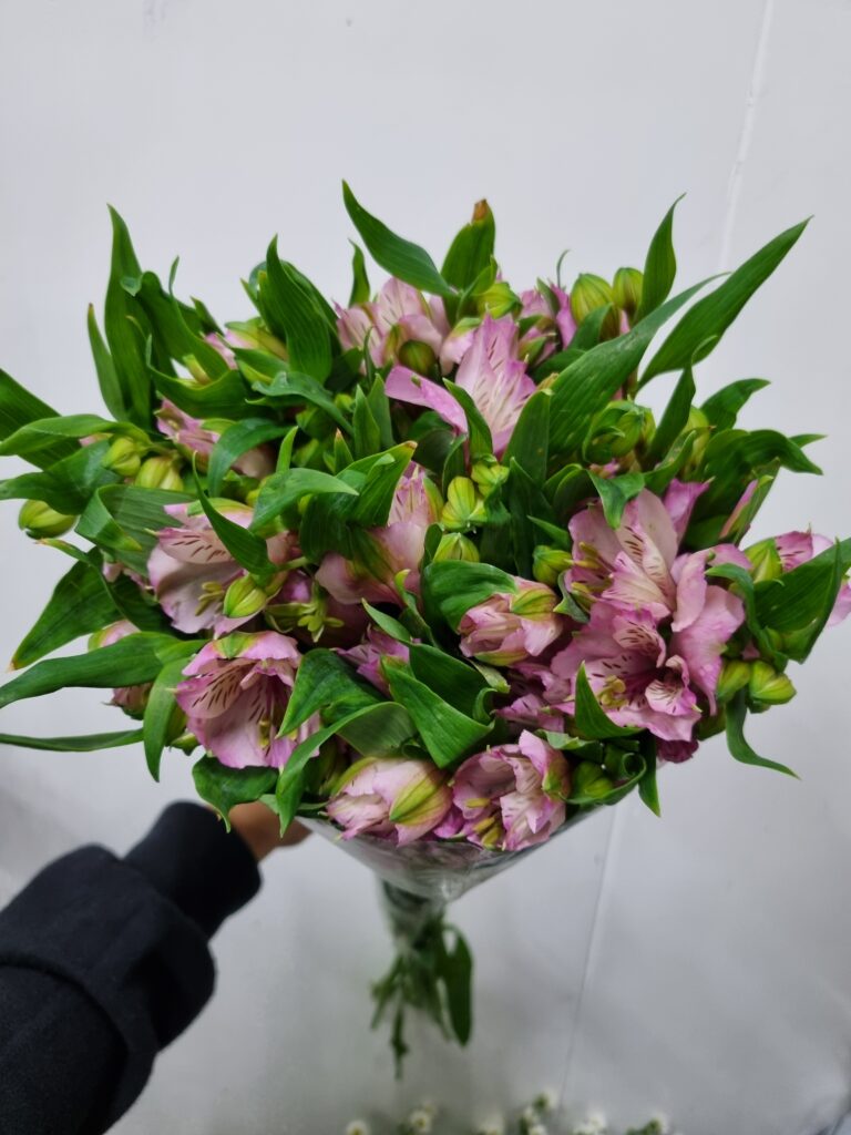 ALSTROEMERIA TAHITI