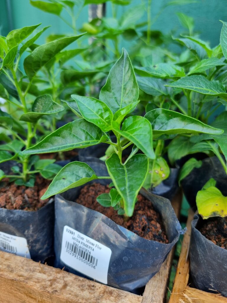 MUDA PIMENTA MALAGUETA