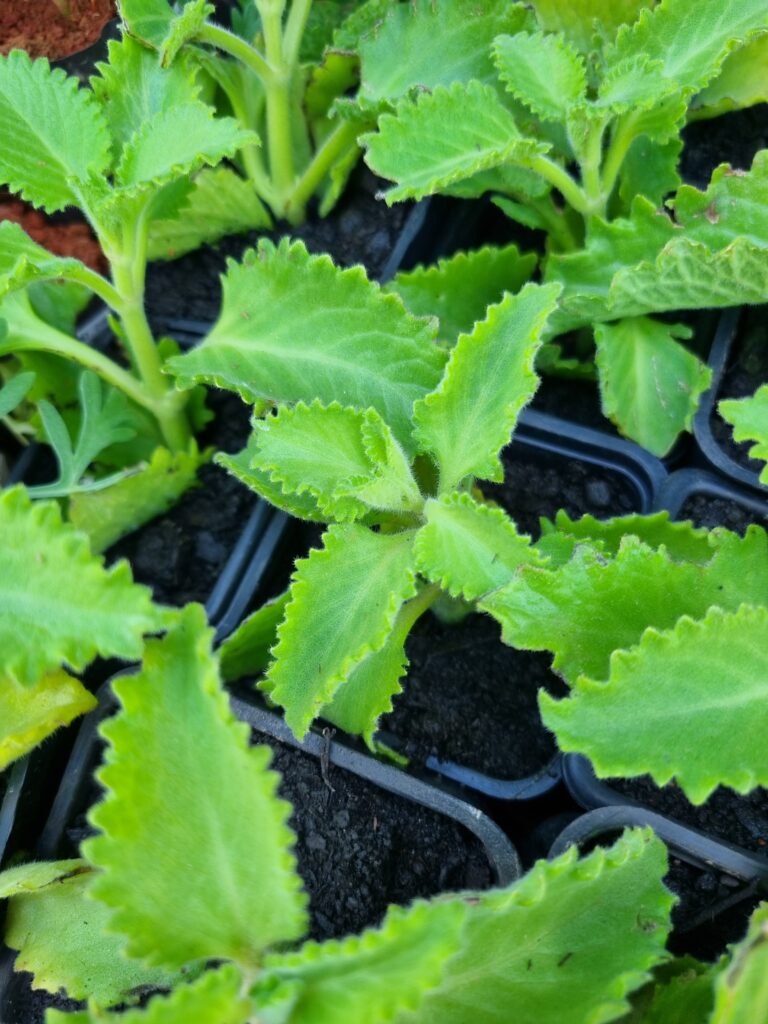 MUDA HORTELÃ PIMENTA