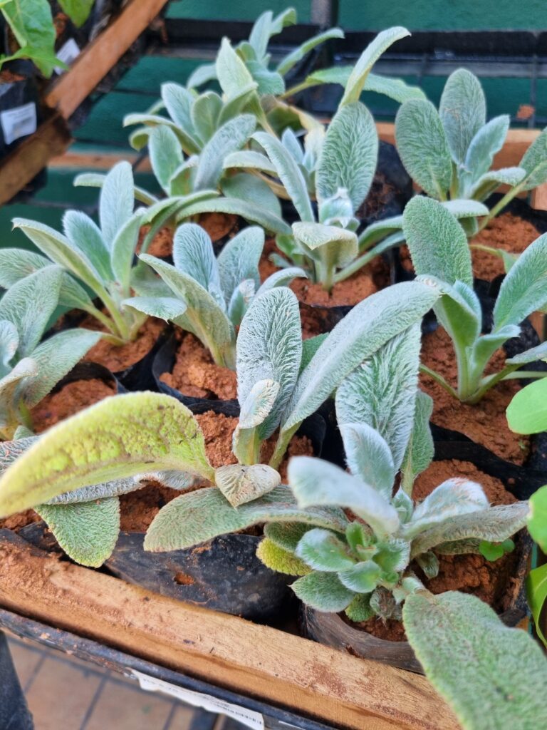 MUDA SALVIA PEIXINHO