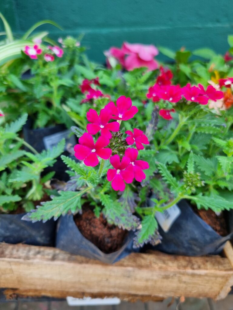 MUDA VERBENA