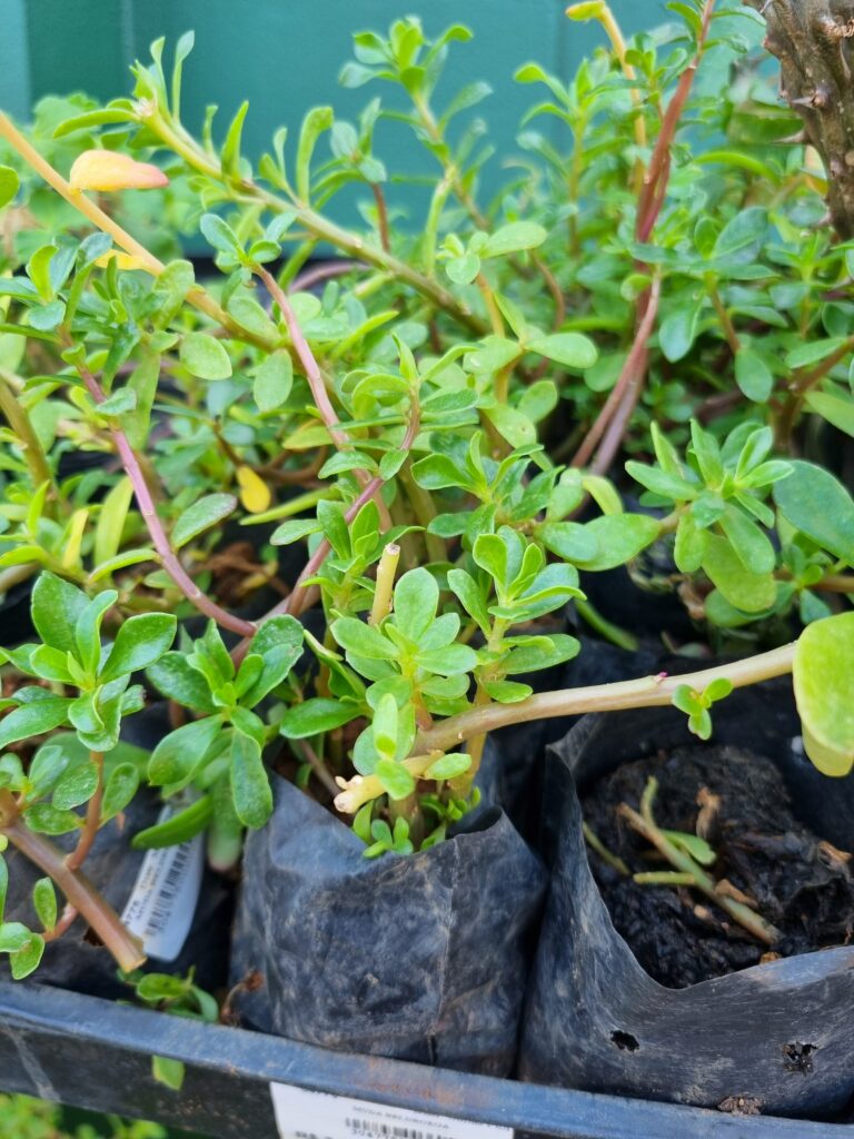 MUDA BELDROEGA