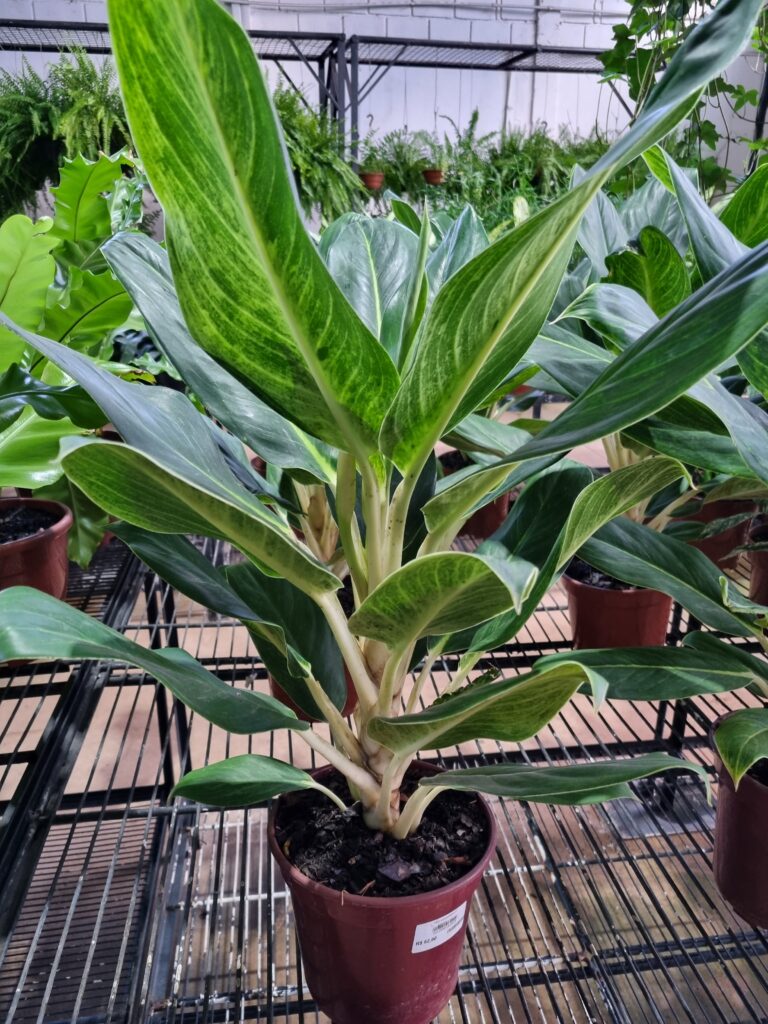 VASO AGLAONEMA P17