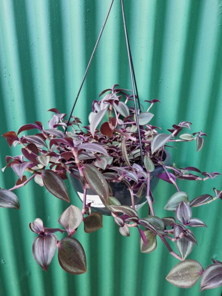 VASO TRANDESCANTIA ZEBRINA C21 ROXA