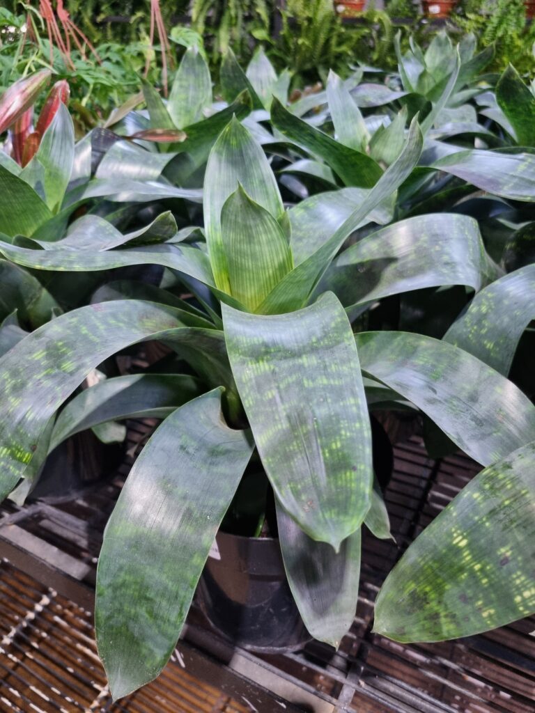 VASO BROMELIA VRIESEA GIGANTEA NOVA P17