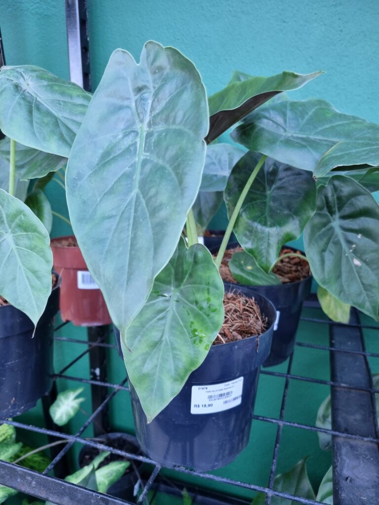 VASO ALOCASIA WENTII P17