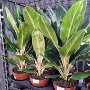 VASO AGLAONEMA P17