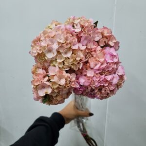 HORTENSIA ROSA