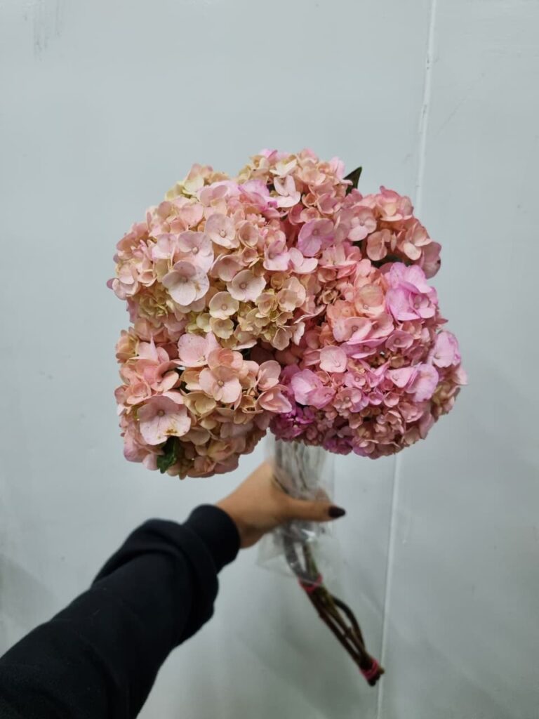 HORTENSIA ROSA
