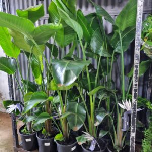 VASO STRELITZIA P23