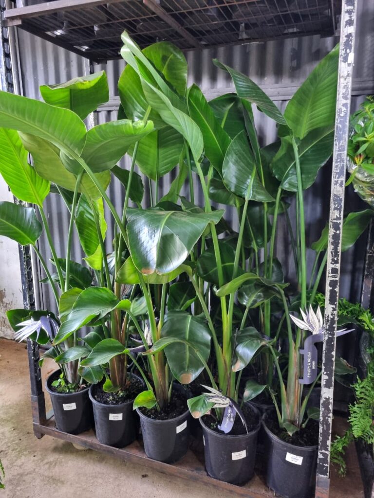 VASO STRELITZIA P23