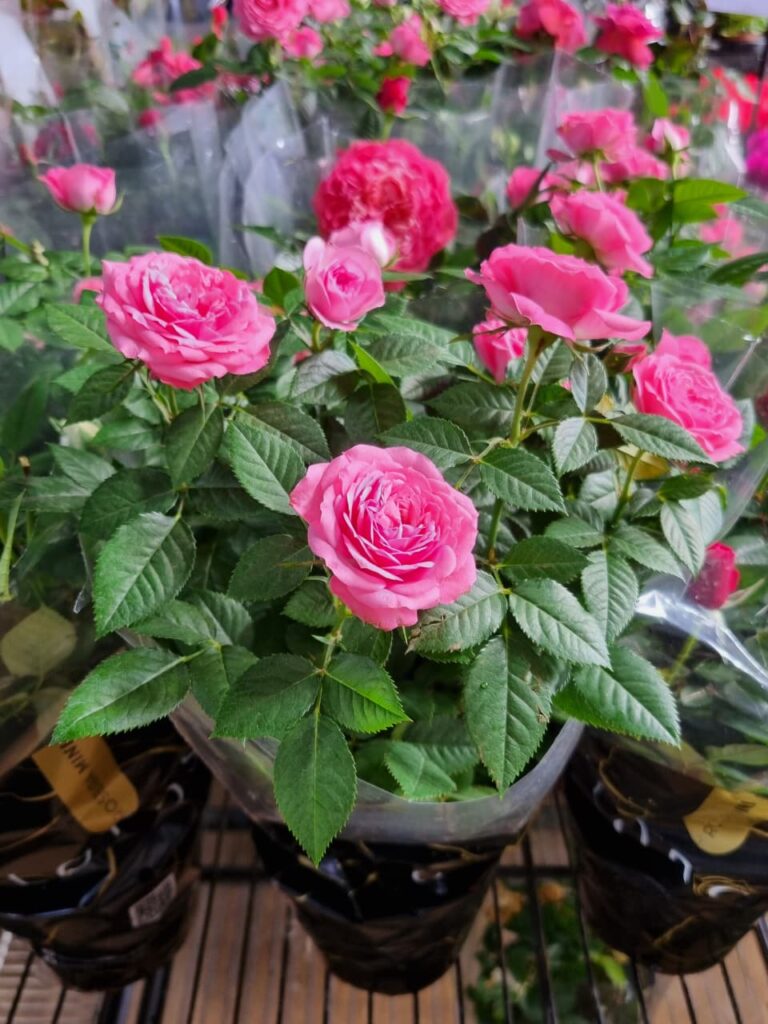 VASO ROSA MINI P13