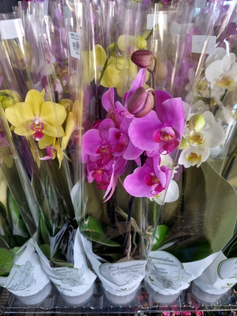 VASO PHALAENOPSIS P12 2 HASTES