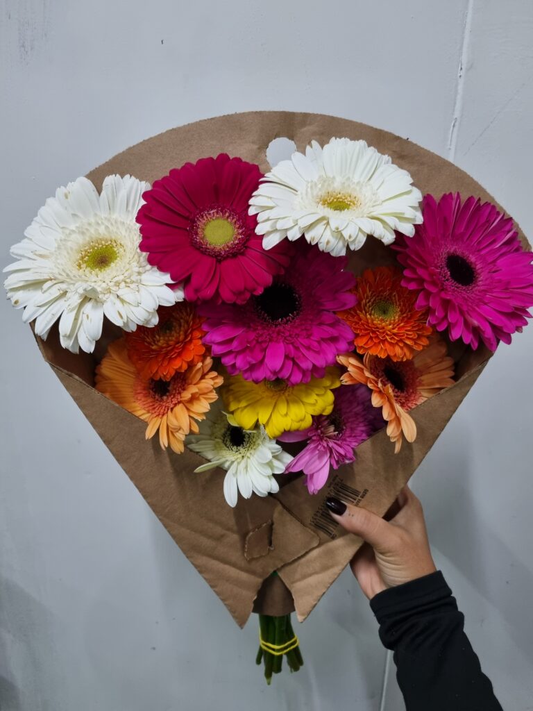 GERBERA VARIADO