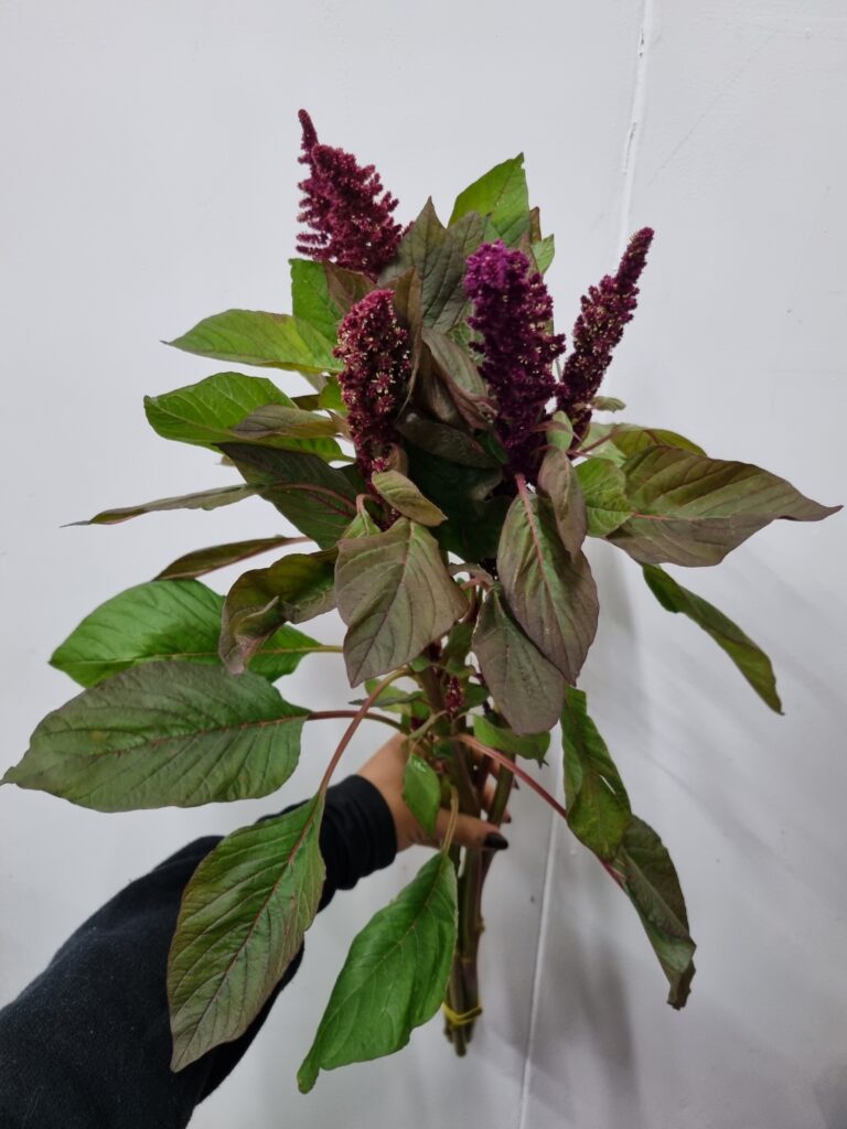 AMARANTUS VINHO