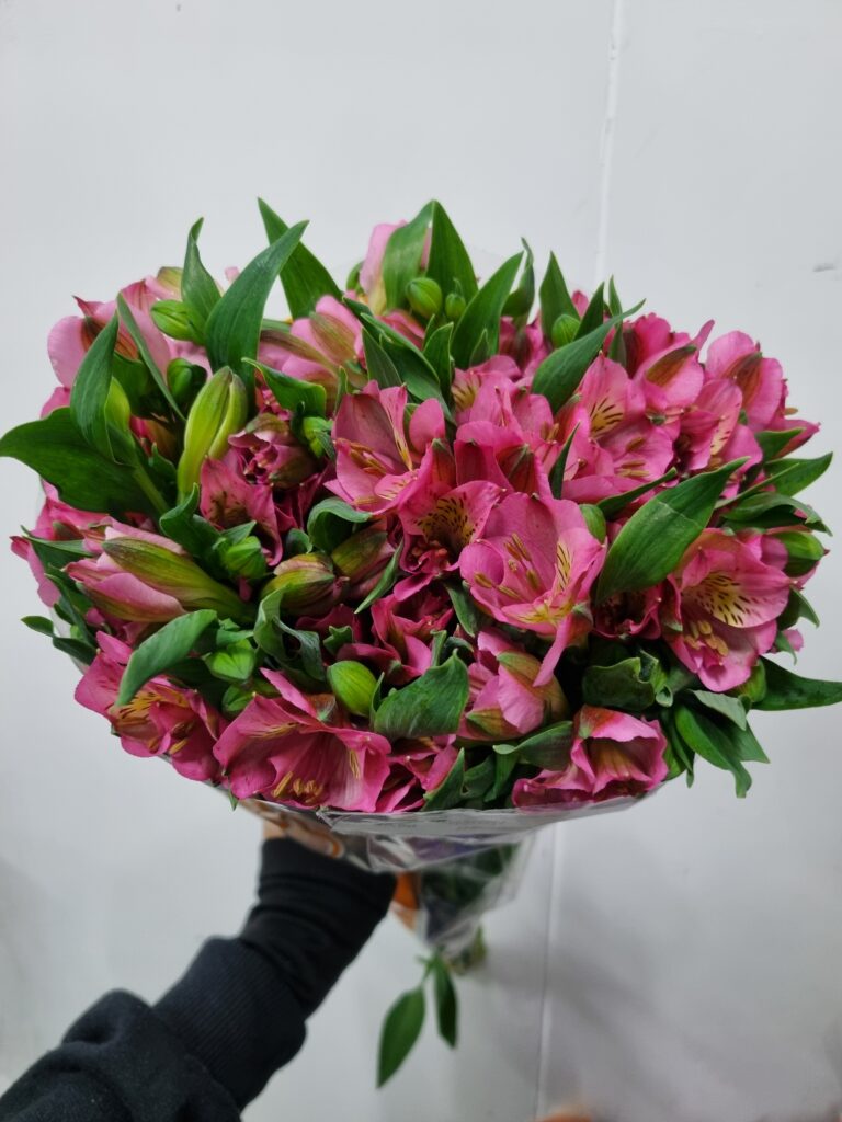 ALSTROEMERIA LIVORNO