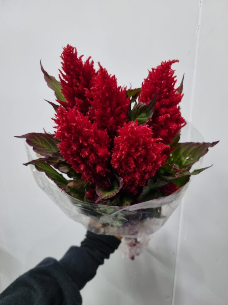 CELOSIA PLUMOSA VERMELHA