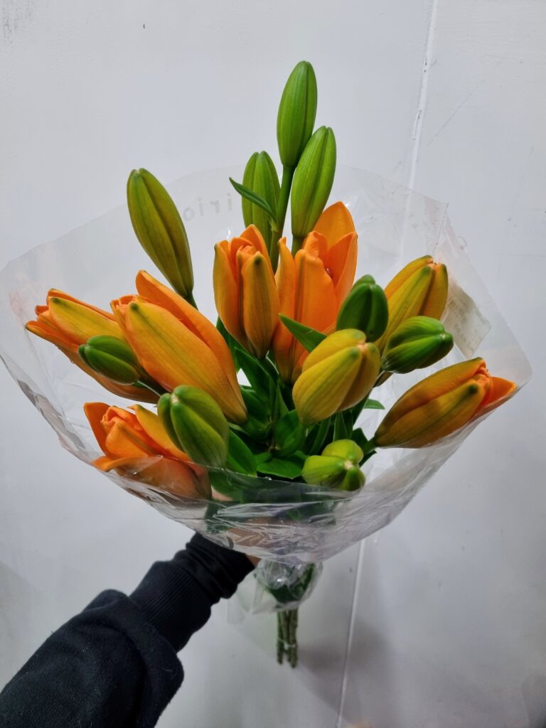 LIRIO LARANJA