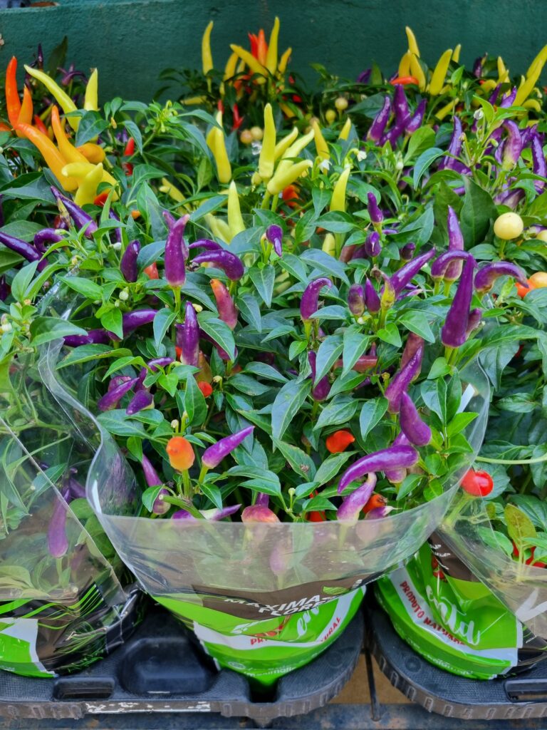 VASO PIMENTA ORNAMENTAL P14