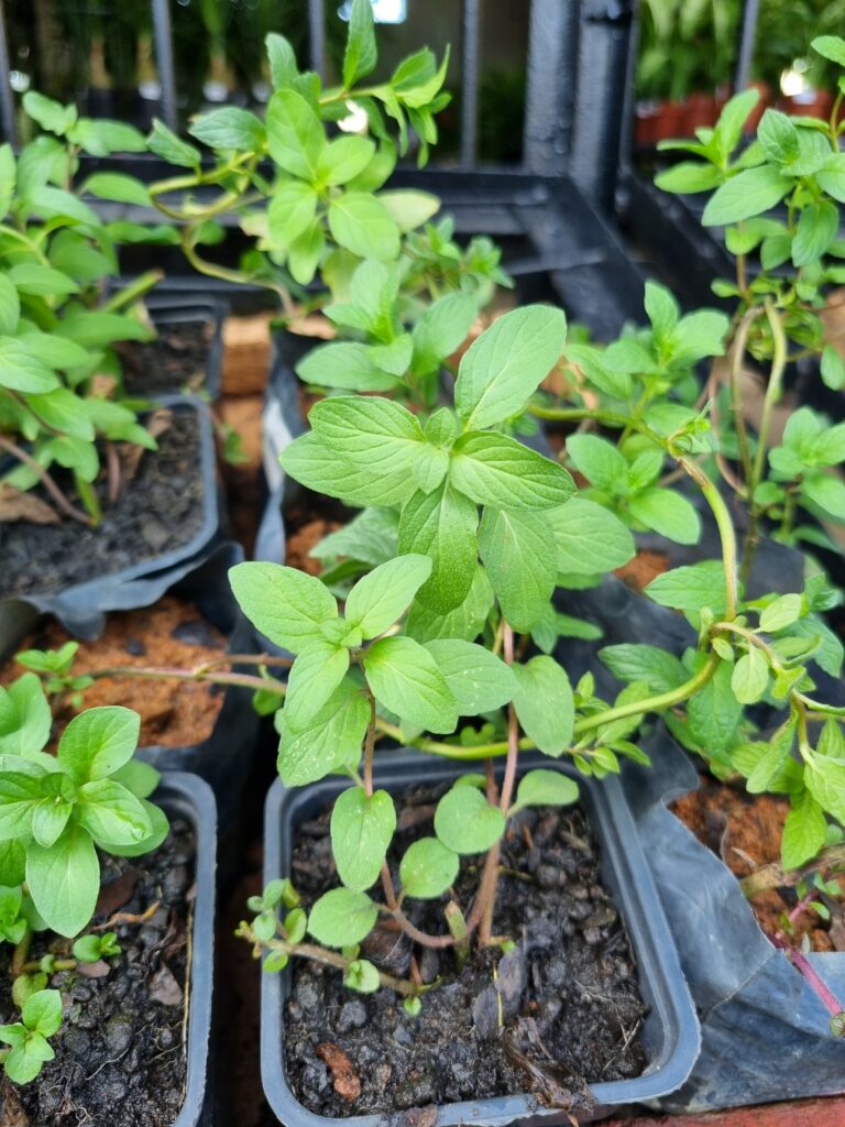 MUDA MENTA