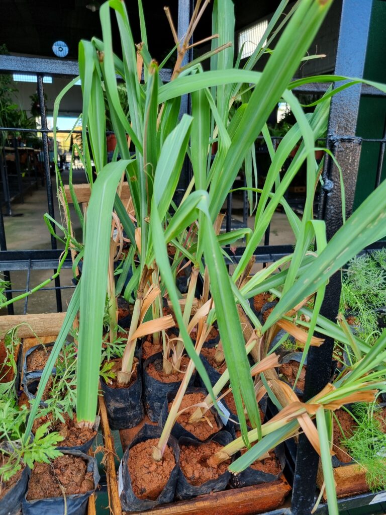 MUDA CITRONELA