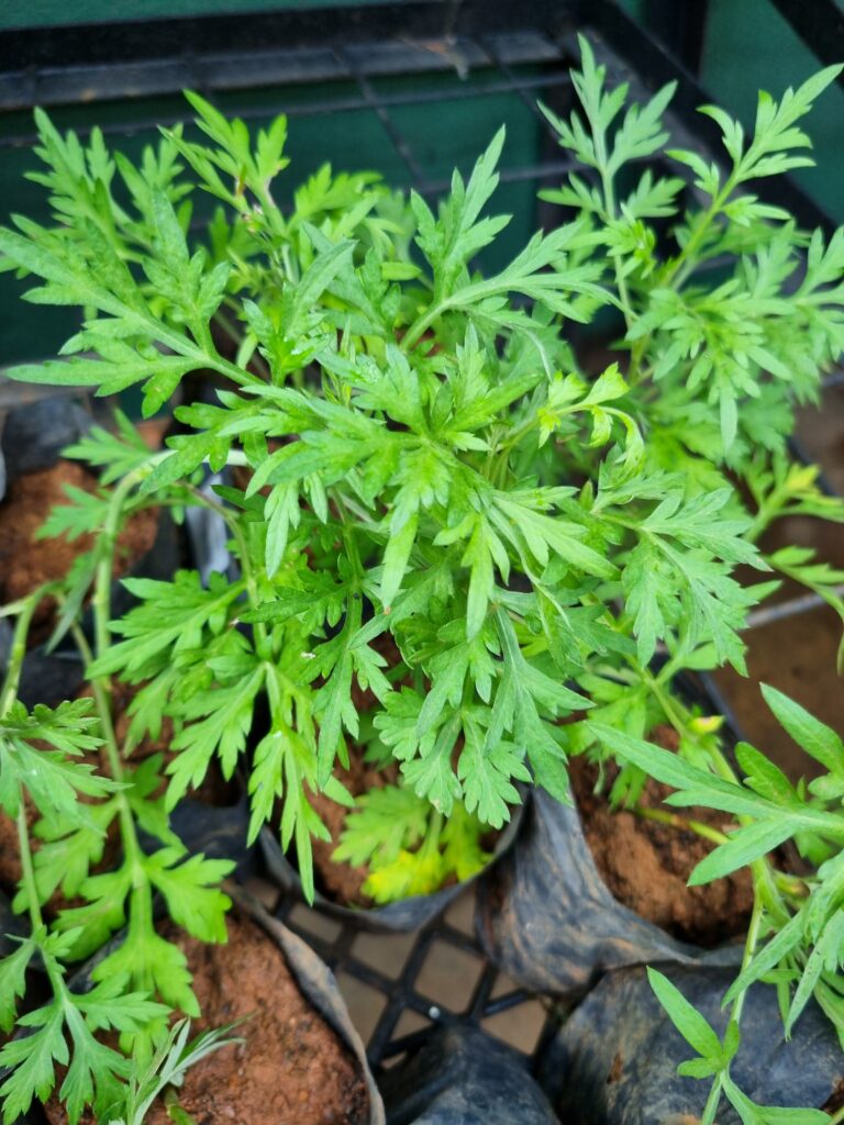 MUDA ARTEMISIA