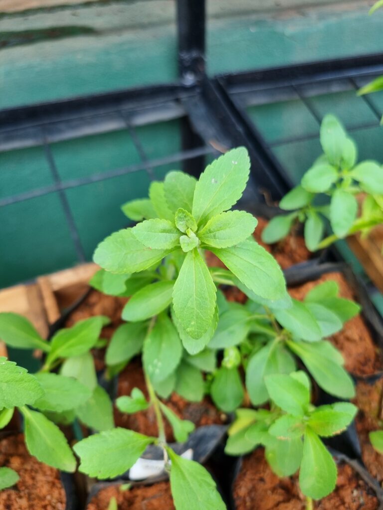 MUDA STEVIA (ADOÇANTE)