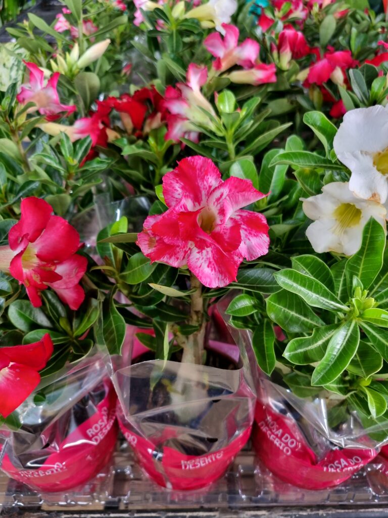 VASO ROSA DO DESERTO P15