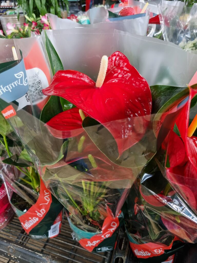 VASO ANTHURIUM P15 VERMELHO