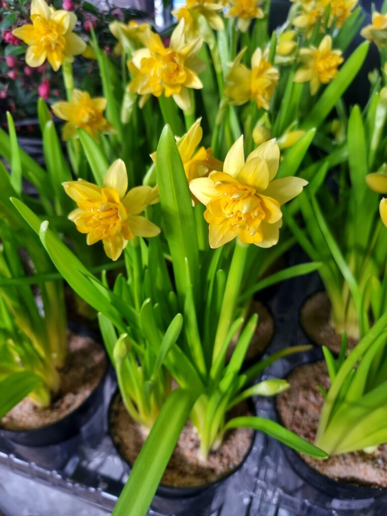 VASO NARCISO P12