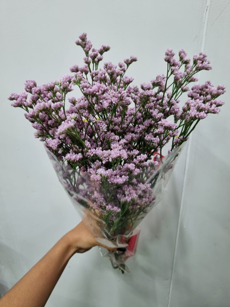 LIMONIUM ROSA