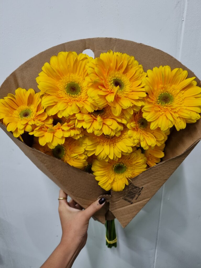 GERBERA RENATO (AMARELA MC)