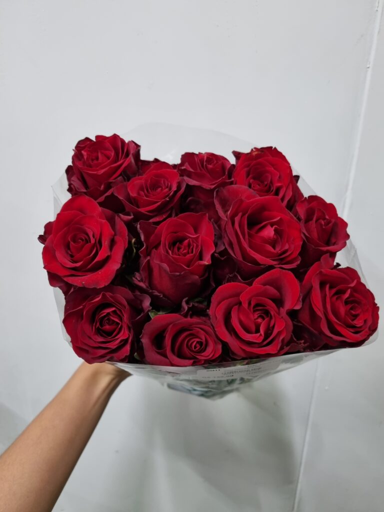 ROSA EXPLORER 040