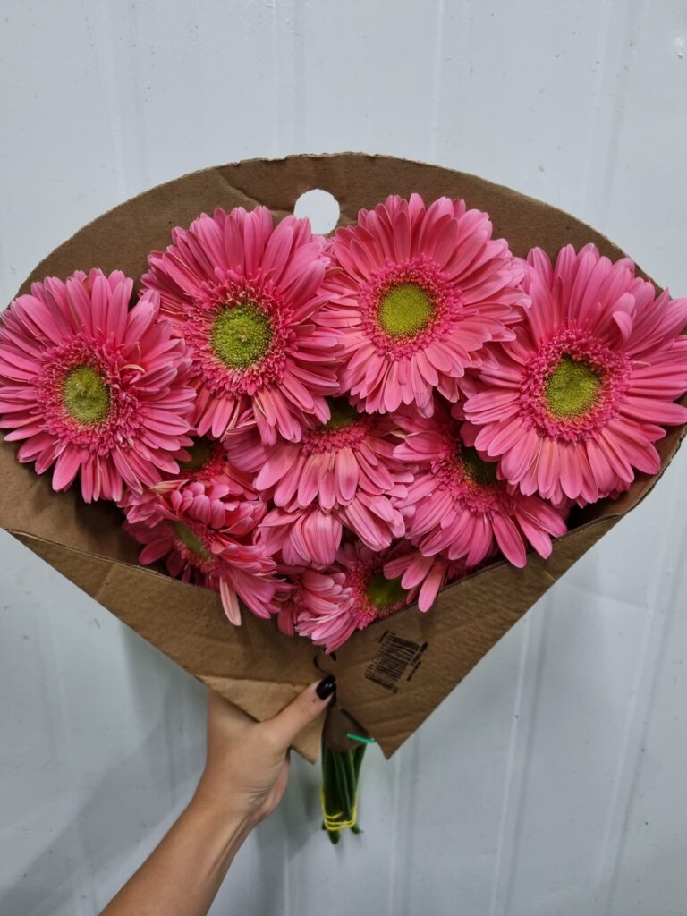 GERBERA BASIC (ROSA MC)