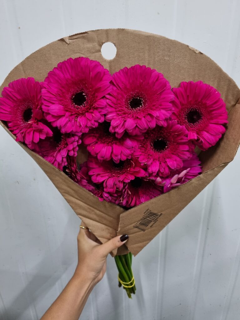 GERBERA DEEP PURPLE