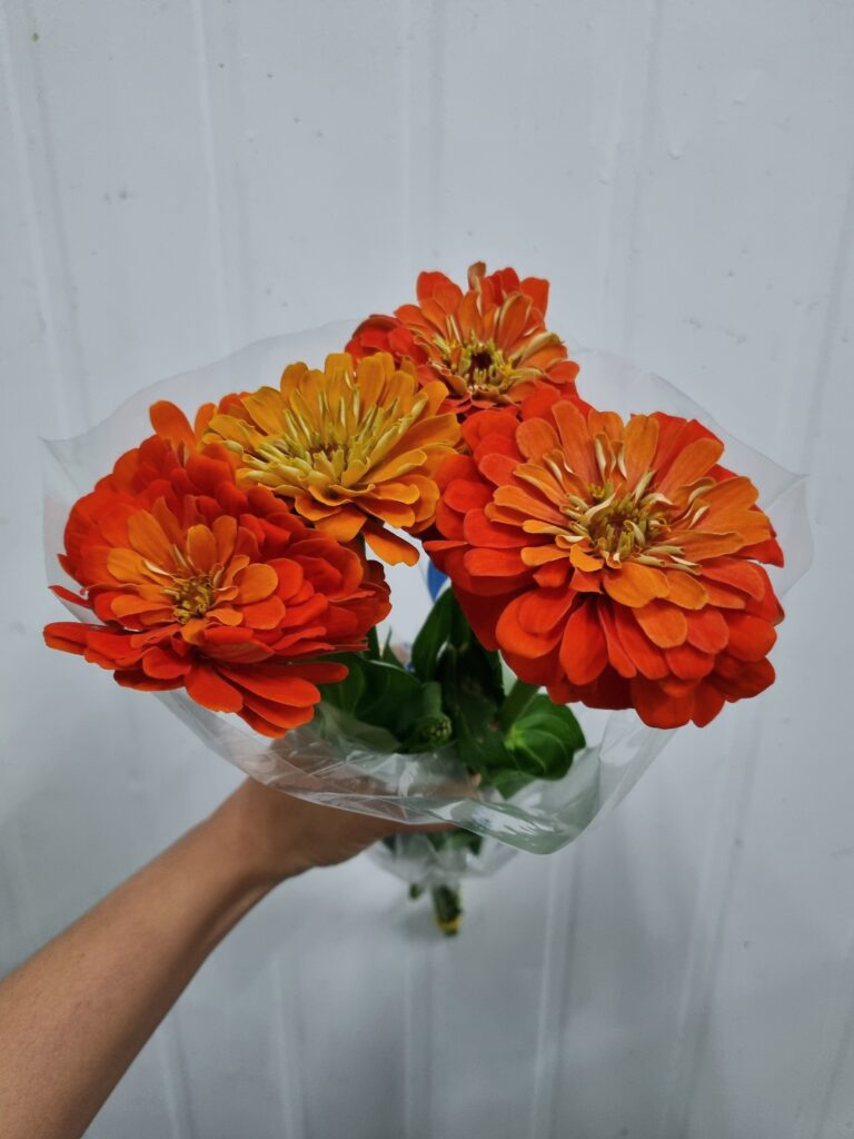 ZINIA