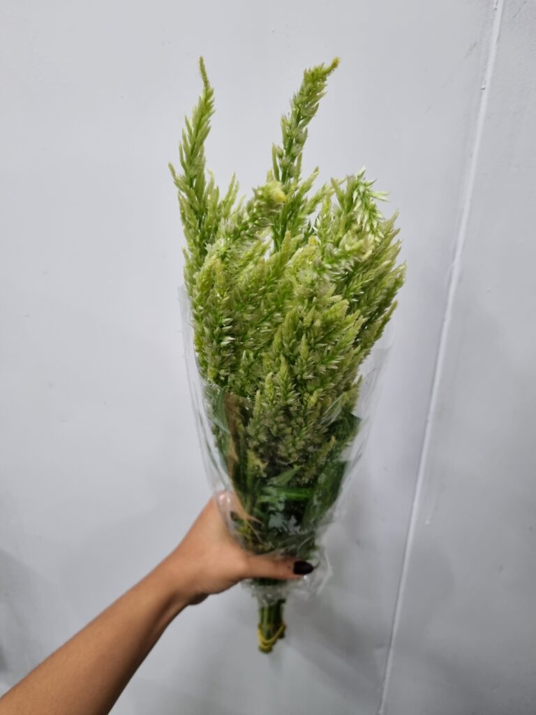 CELOSIA PLUMOSA VERDE