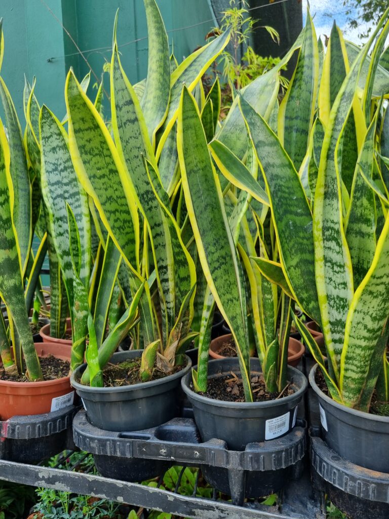 VASO SANSEVIERIA P15 TRIFASCIATA LAURENTII