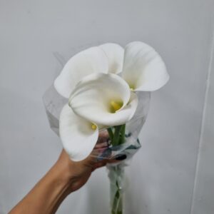 ZANTEDESCHIA BRANCA