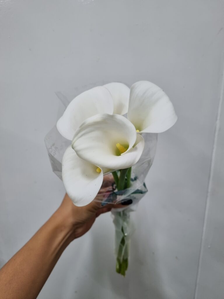 ZANTEDESCHIA BRANCA
