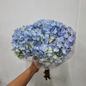 HORTENSIA AZUL 30 A 40CM