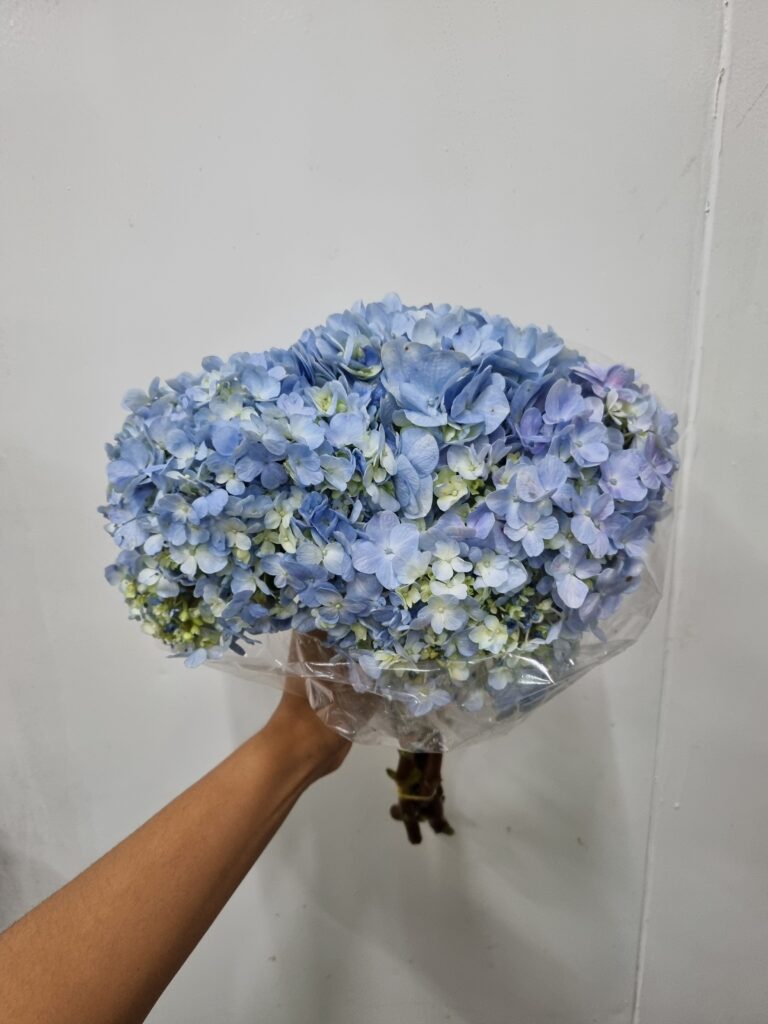 HORTENSIA AZUL 30 A 40CM