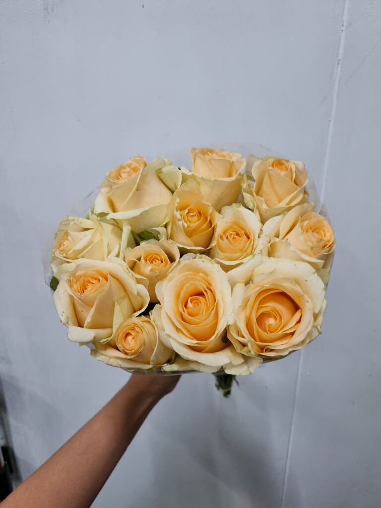 ROSA PEACH AVALANCHE 050