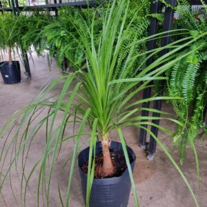 VASO BEAUCARNEA P30 (PATA DE ELEFANTE)