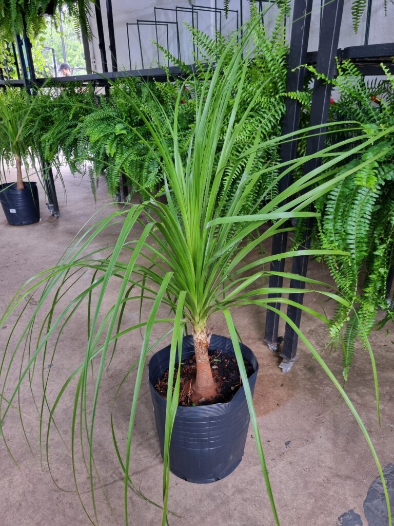 VASO BEAUCARNEA P30 (PATA DE ELEFANTE)