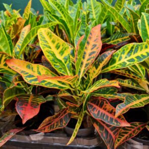 VASO CROTON P15 VARIADO